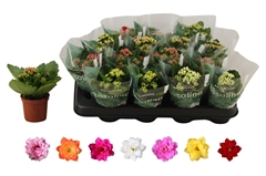 Kalanchoe Double Rosaline Mix 7Ø 15cm