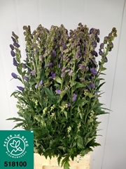 Aconitum Carmichaelii Arendsii 100cm