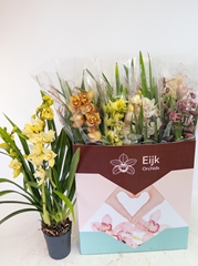 Cymbidium Mixed 14Ø 75cm 3st