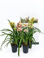 Cymbidium Mixed 14Ø 70cm 1st
