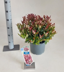 Leucothoe Zeblid 23Ø 40cm