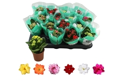 Kalanchoe Double Rosaline Mix 7Ø 15cm