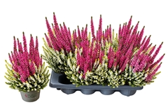 Calluna Beauty Ladies Colour Crown Mix 13Ø 25cm