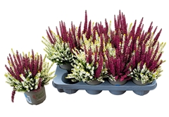 Calluna Beauty Ladies Colour Crown Mix 13Ø 25cm