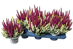 Calluna Beauty Ladies Colour Crown Mix 11Ø 20cm