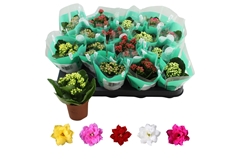 Kalanchoe Double Rosaline Mix 7Ø 15cm