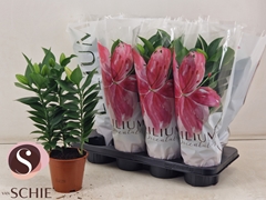Lily Oriental Souvenir 13Ø 40cm