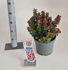 Leucothoe Curly Red 23Ø 40cm
