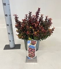 Leucothoe Axillaris 23Ø 40cm