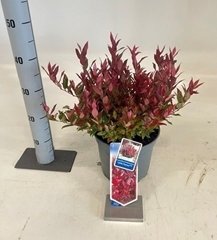 Leucothoe Little Flames 23Ø 40cm