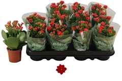 Kalanchoe Double Rosalina Don Justino 7Ø 15cm