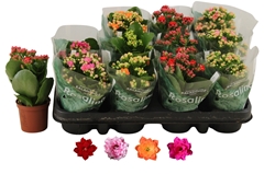 Kalanchoe Double Rosaline Mix 7Ø 15cm