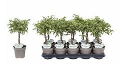 Ficus Benjamina Nina 12Ø 40cm