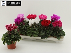 Cyclamen Super Serie Carino 10Ø 21cm