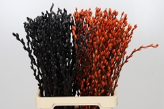 Salix Snow Flake Painted Rainbow 70cm