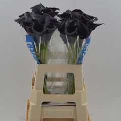 Zantedeschia Captain Beretta 60cm Twisted
