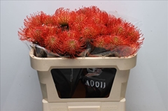 Leucospermum Succession 70cm