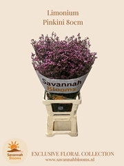 Limonium Sensy Pinkini 80cm 40gr.