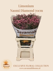 Limonium Naomi Diamond 70cm 35gr.