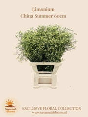 Limonium Sinense China Summer 60cm 30gr.