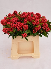 Skimmia Japonica Pabella 35cm