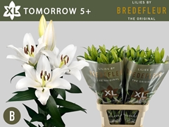Lily Oriental Tomorrow 100cm 5+