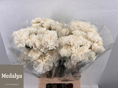 Dianthus Single Polar Route 70cm