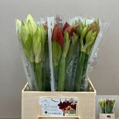 Hippeastrum Mix 60cm