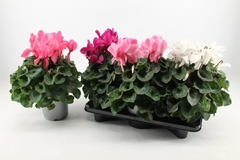 Cyclamen Super Serie Mammoth 17Ø 35cm