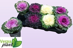 Brassica Oleracea 13Ø 20cm
