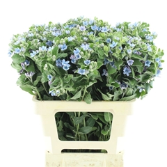 Oxypetalum Tanioka Pure Blue 60cm