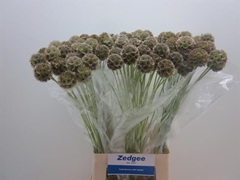 Scabiosa Stellata 70cm