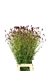 Sanguisorba Officinalis 90cm