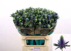 Eryngium Supernova Questar 80cm