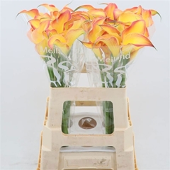 Zantedeschia Morning Sun 65cm