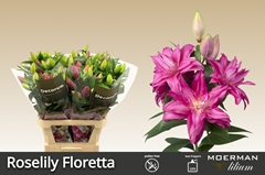 Lily Oriental Double Roselily Floretta 95cm 4+
