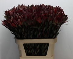 Leucadendron Safari Sunset 80cm