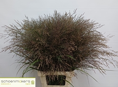 Panicum Squaw 80cm