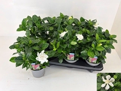 Gardenia 13Ø 23cm