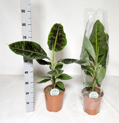 Musa Dwarf Cavendish 21Ø 85cm