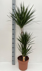 Dracaena 24Ø 125cm