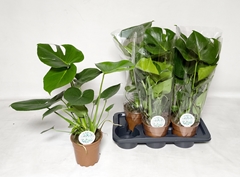 Monstera Deliciosa 17Ø 60cm