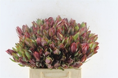 Leucadendron Senorita 40cm Spray
