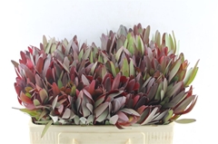 Leucadendron Safari Sunset 50cm