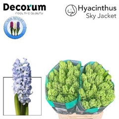Hyacinthus Sky Jacket 30cm 35-buds