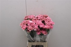 Dianthus Single Lege 70cm