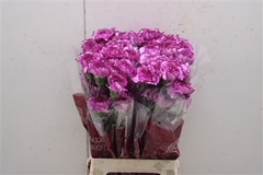 Dianthus Single Royal Damascus 70cm