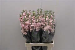 Matthiola Iron Apricot