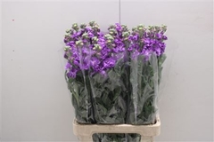 Matthiola Iron Purple