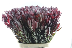 Leucadendron Safari Sunset 100cm